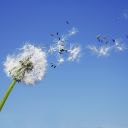 csm_loewenzahn_211781c055