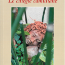 le ciliegie camilliane