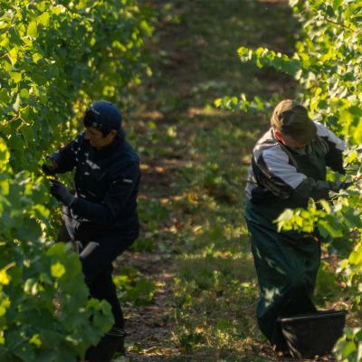 Due persone stanno lavorando in una vigna verde e potano i rami